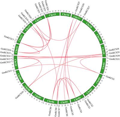 Genome-wide identification and expression analysis of the KCS gene family in soybean (Glycine max) reveal their potential roles in response to abiotic stress